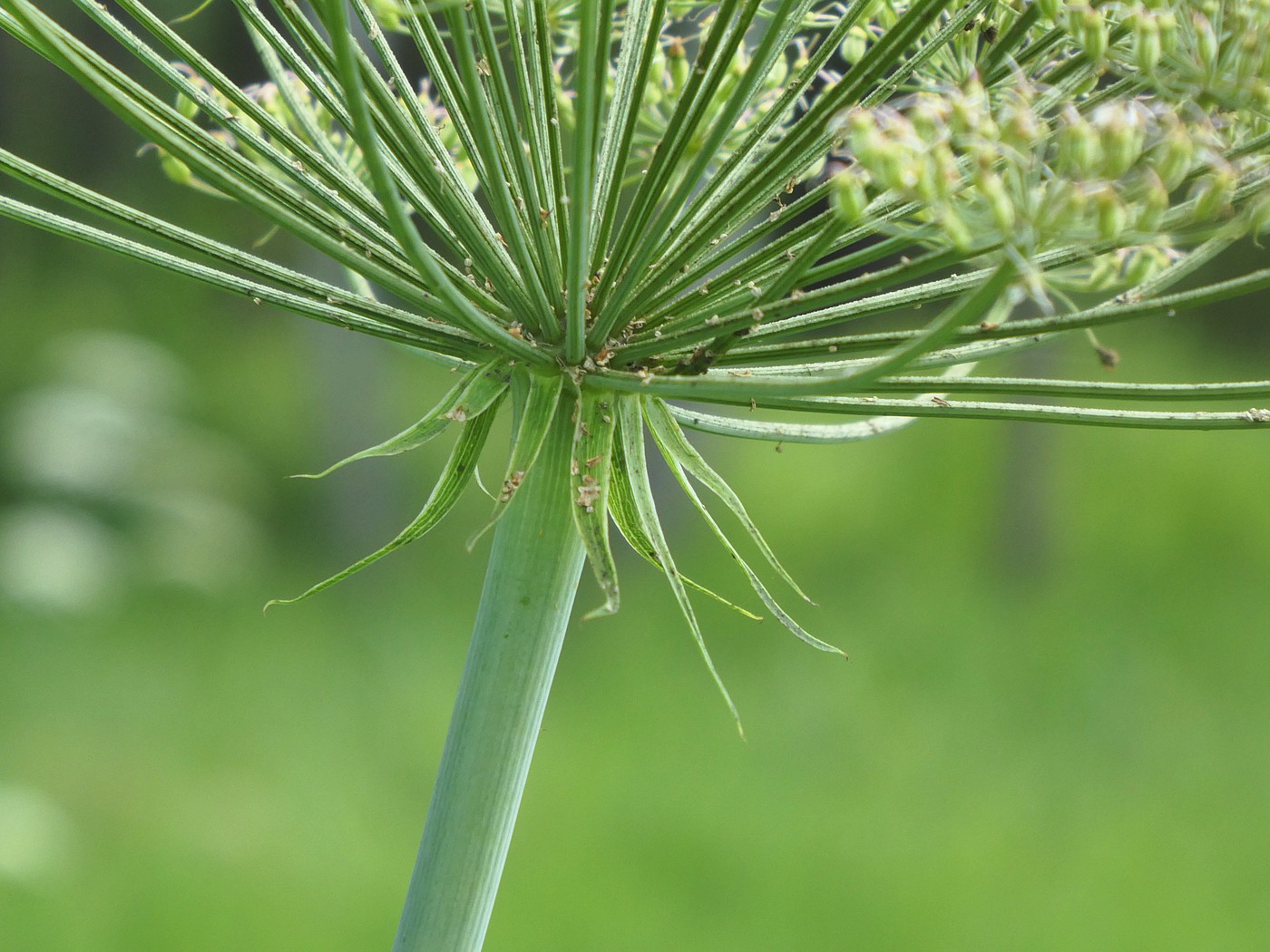 Изображение особи Laserpitium latifolium.