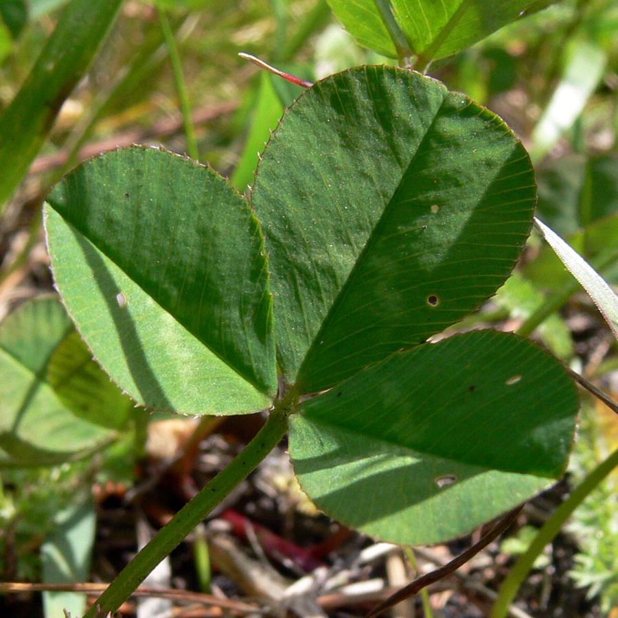 Image of Trifolium repens specimen.