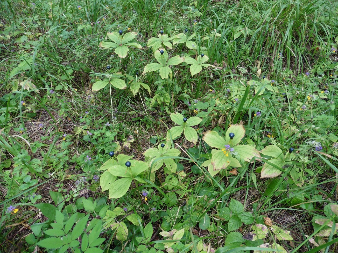 Изображение особи Paris quadrifolia.