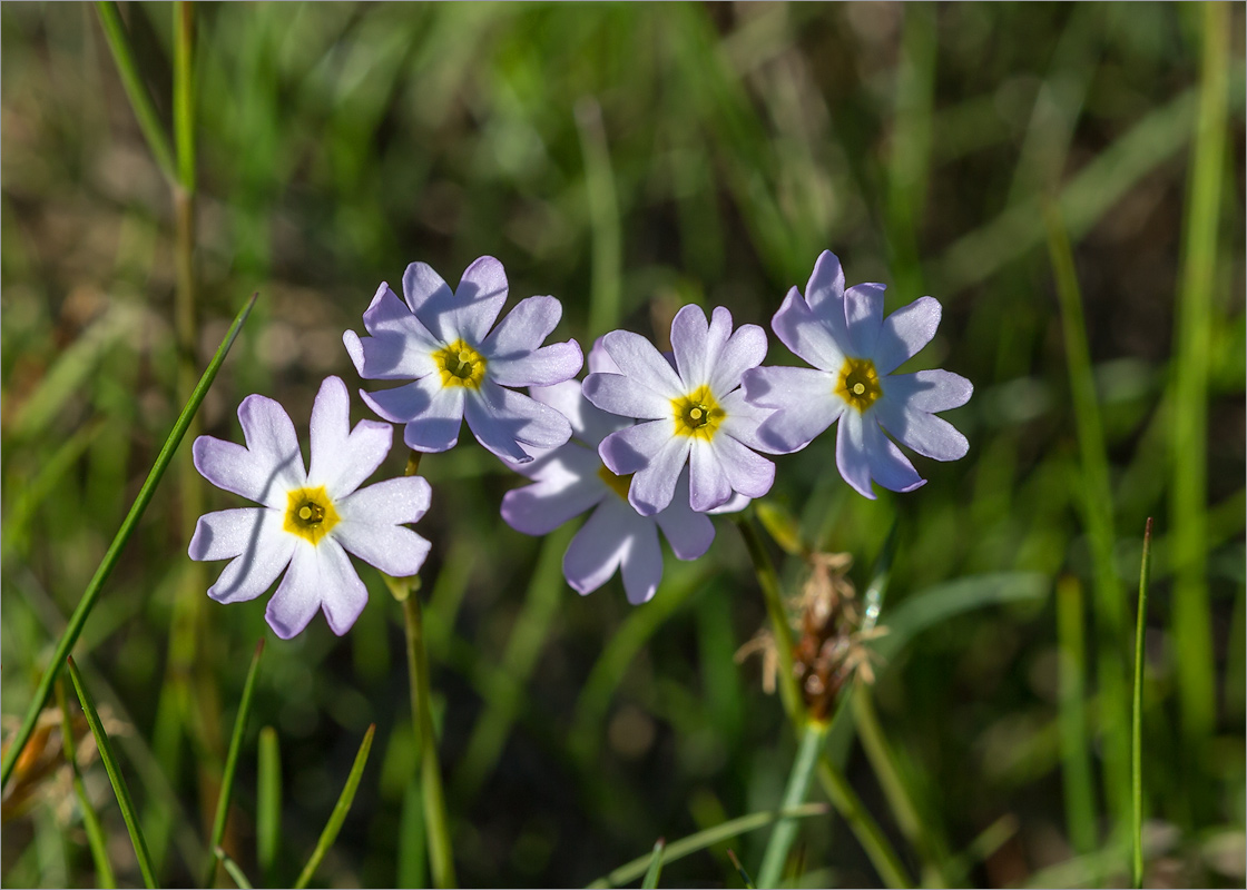 Image of Primula finmarchica specimen.