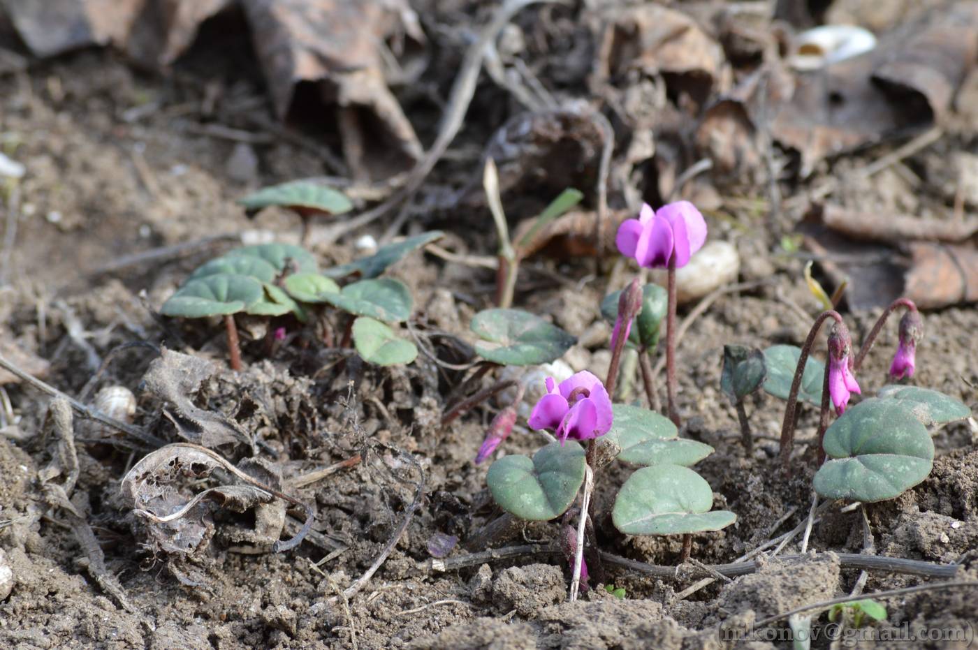 Image of Cyclamen coum specimen.