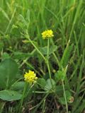 Trifolium campestre