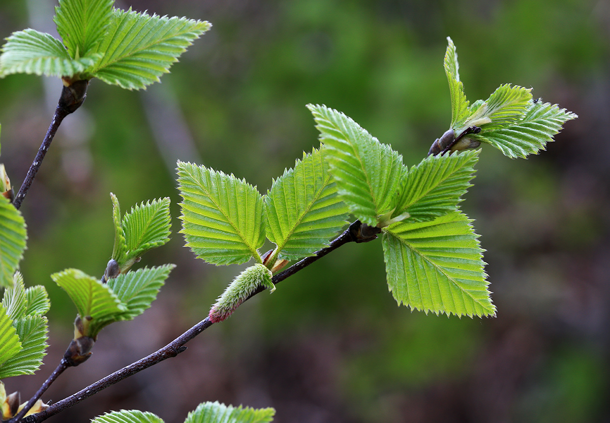 Image of Betula lanata specimen.