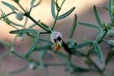 Смотреть изображение Zygophyllum ovigerum