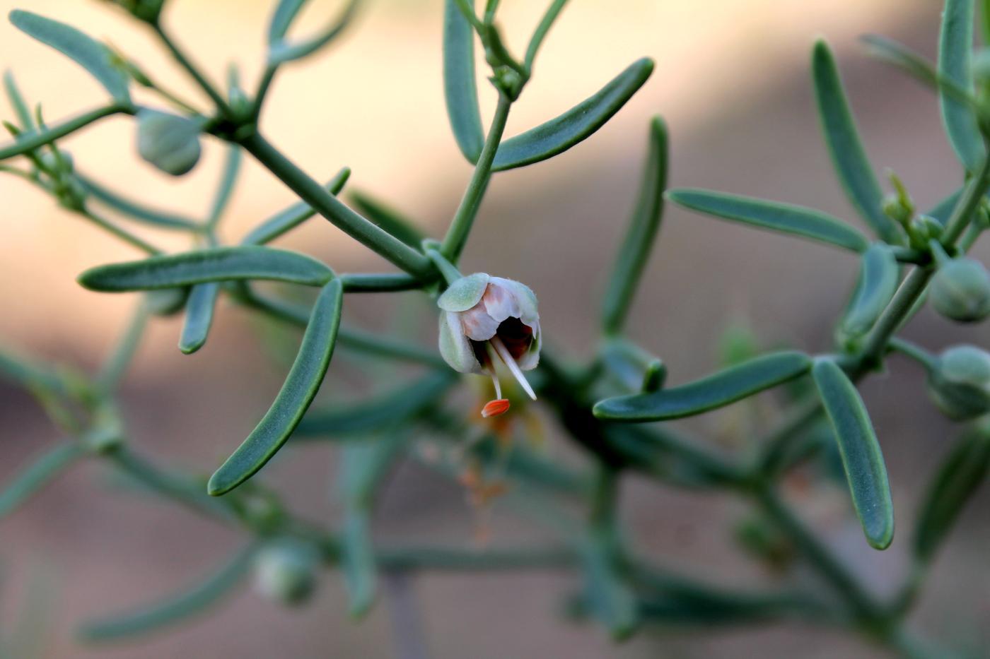 Изображение особи Zygophyllum ovigerum.