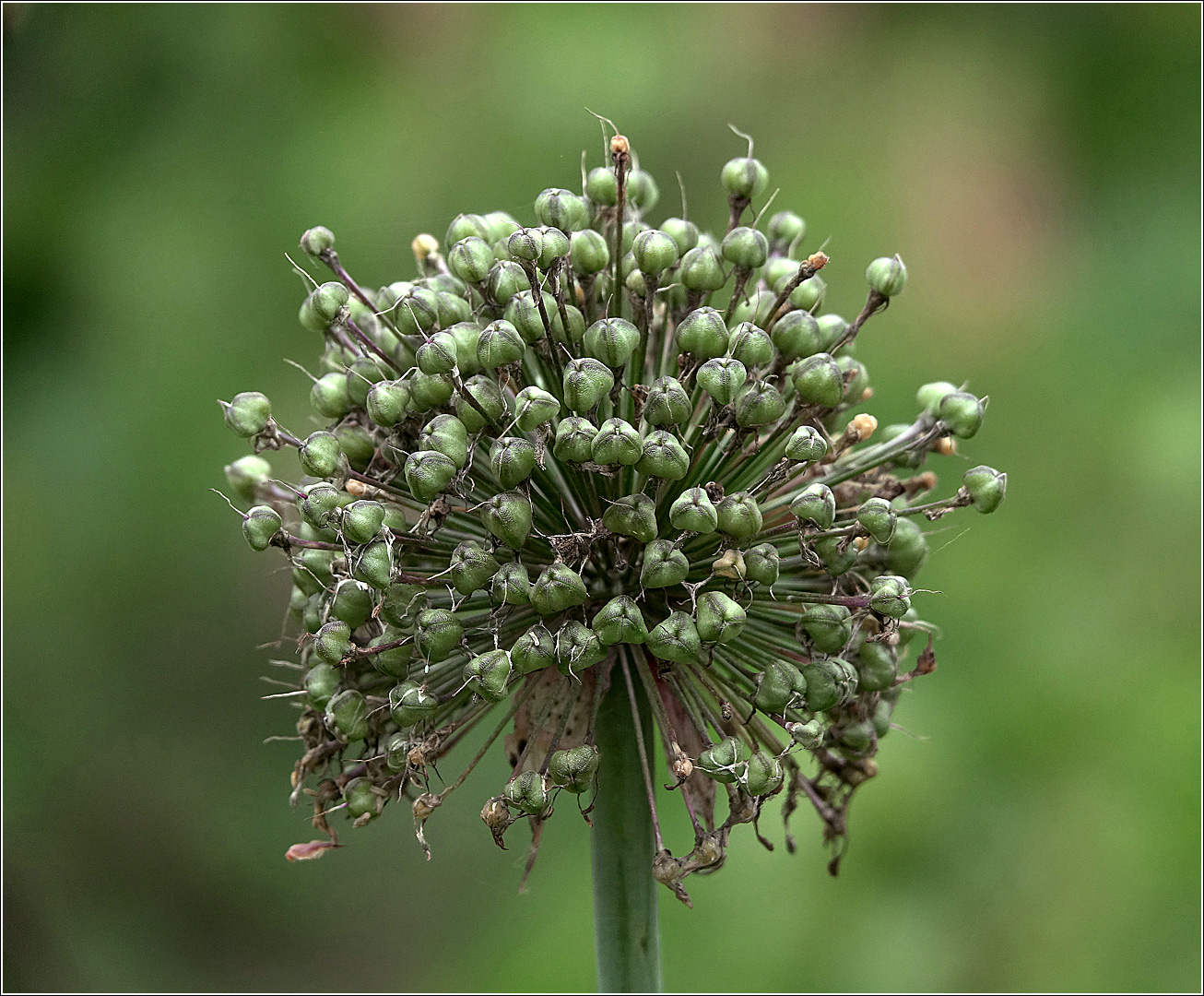 Image of genus Allium specimen.