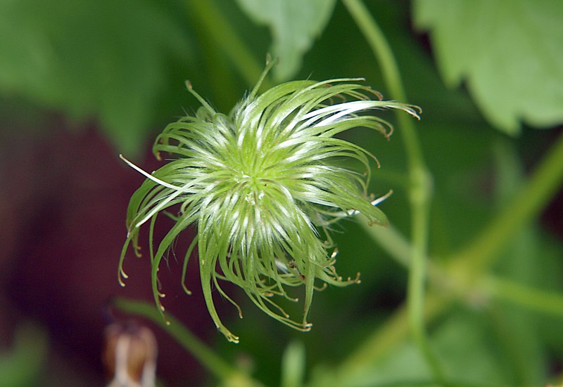 Изображение особи Clematis serratifolia.