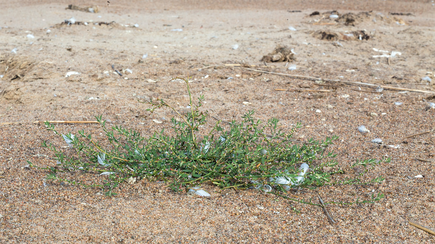 Image of genus Polygonum specimen.