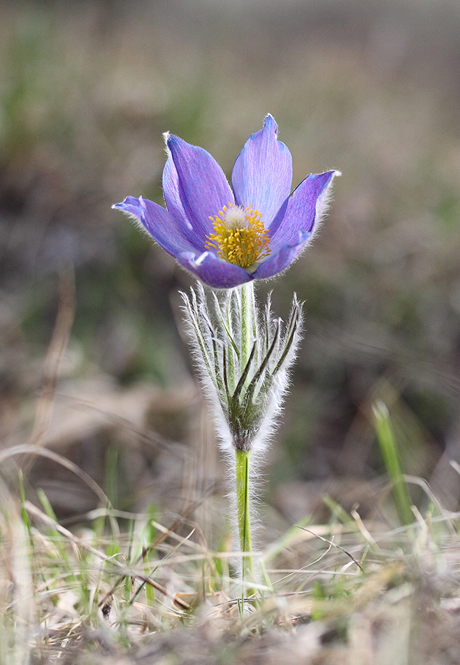 Image of Pulsatilla patens specimen.