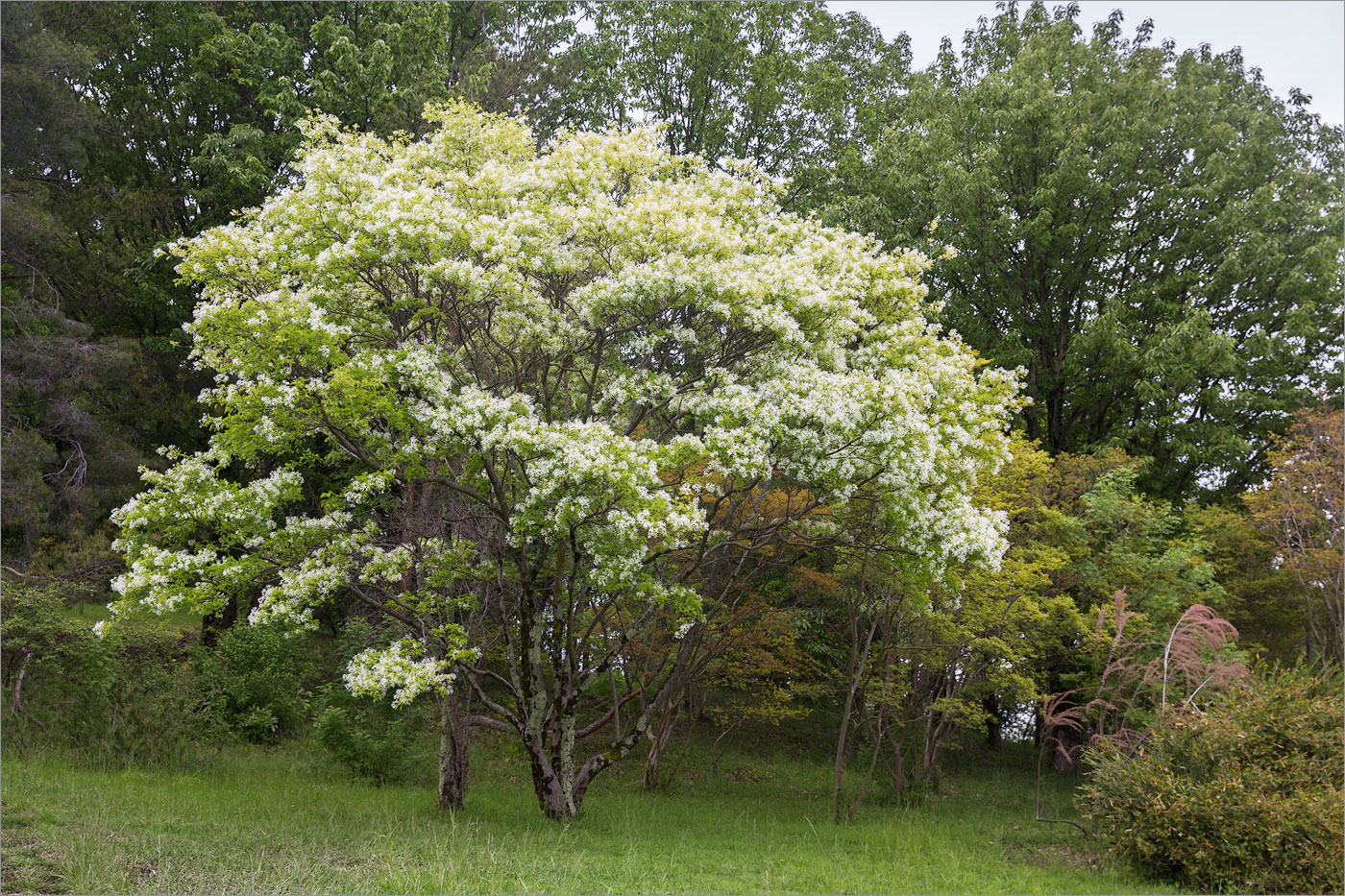 Image of Chionanthus retusus specimen.