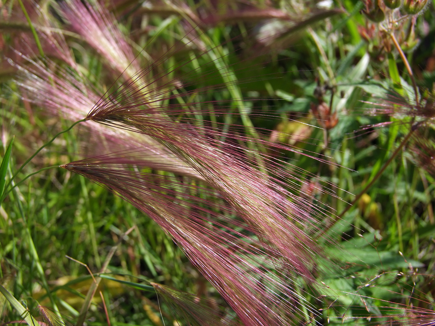 Image of Hordeum jubatum specimen.