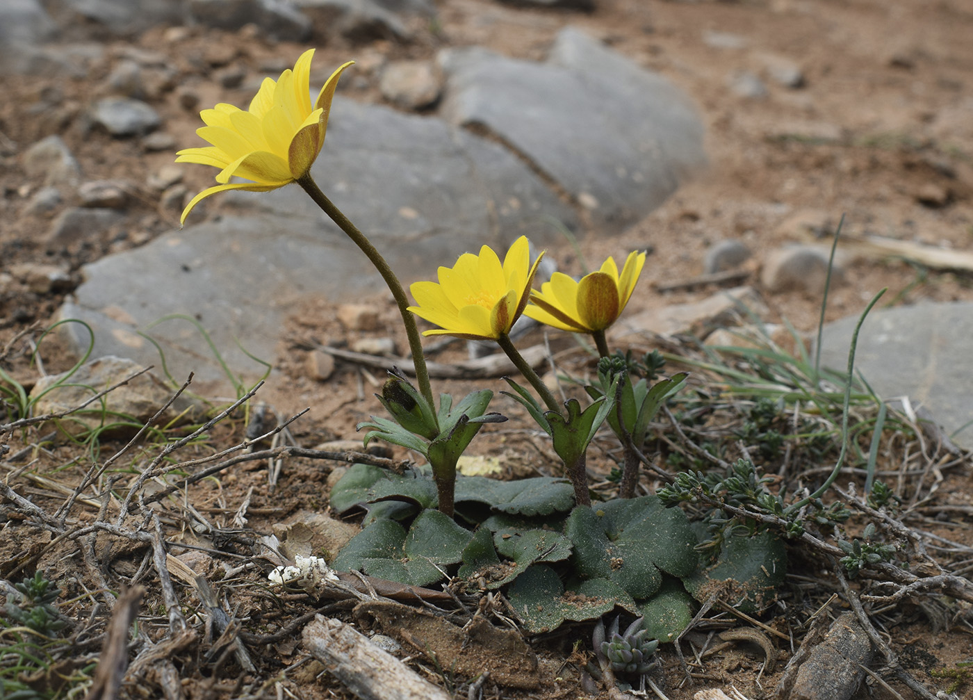 Image of Anemone palmata specimen.