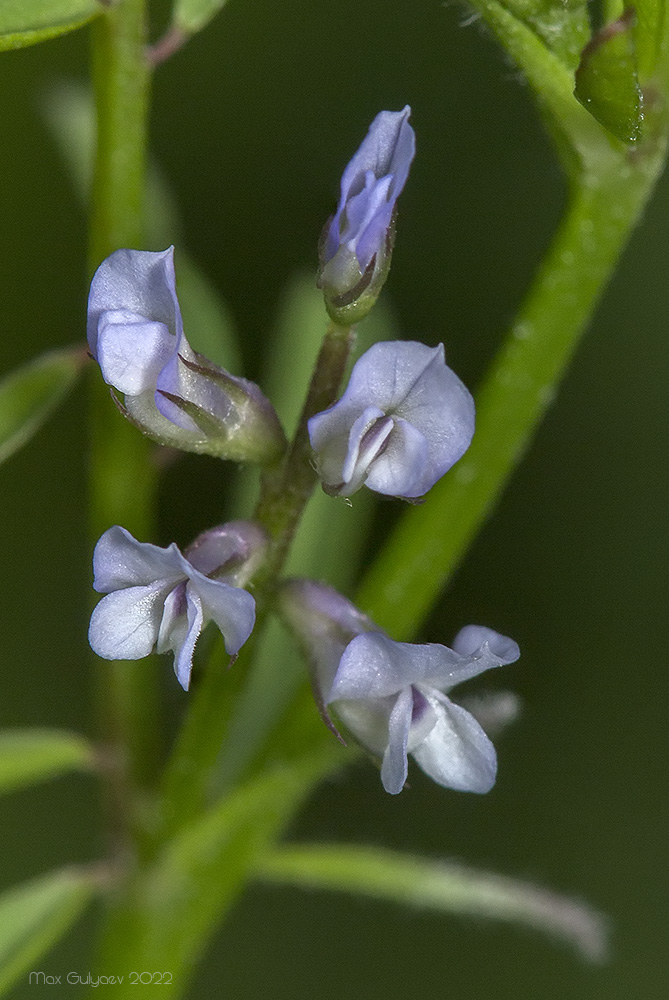 Image of Vicia loiseleurii specimen.