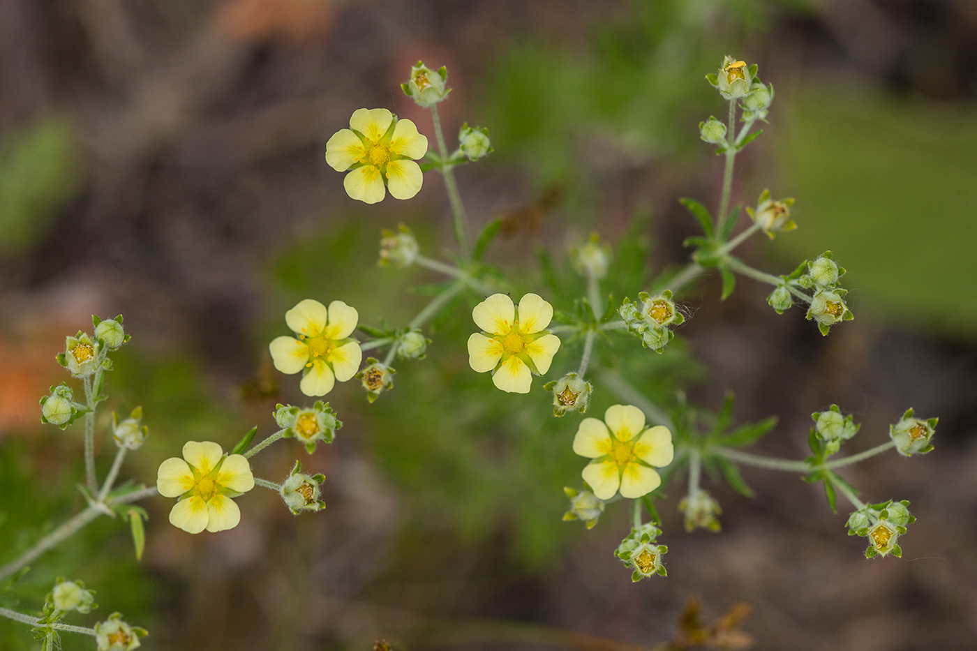 Image of Potentilla argentea specimen.