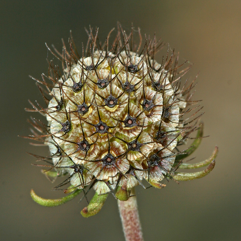 Image of Scabiosa sosnowskyi specimen.