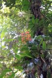 genus Hedychium. Цветущее растение. Малайзия, штат Саравак, округ Мири, национальный парк «Мулу». 15.03.2015.