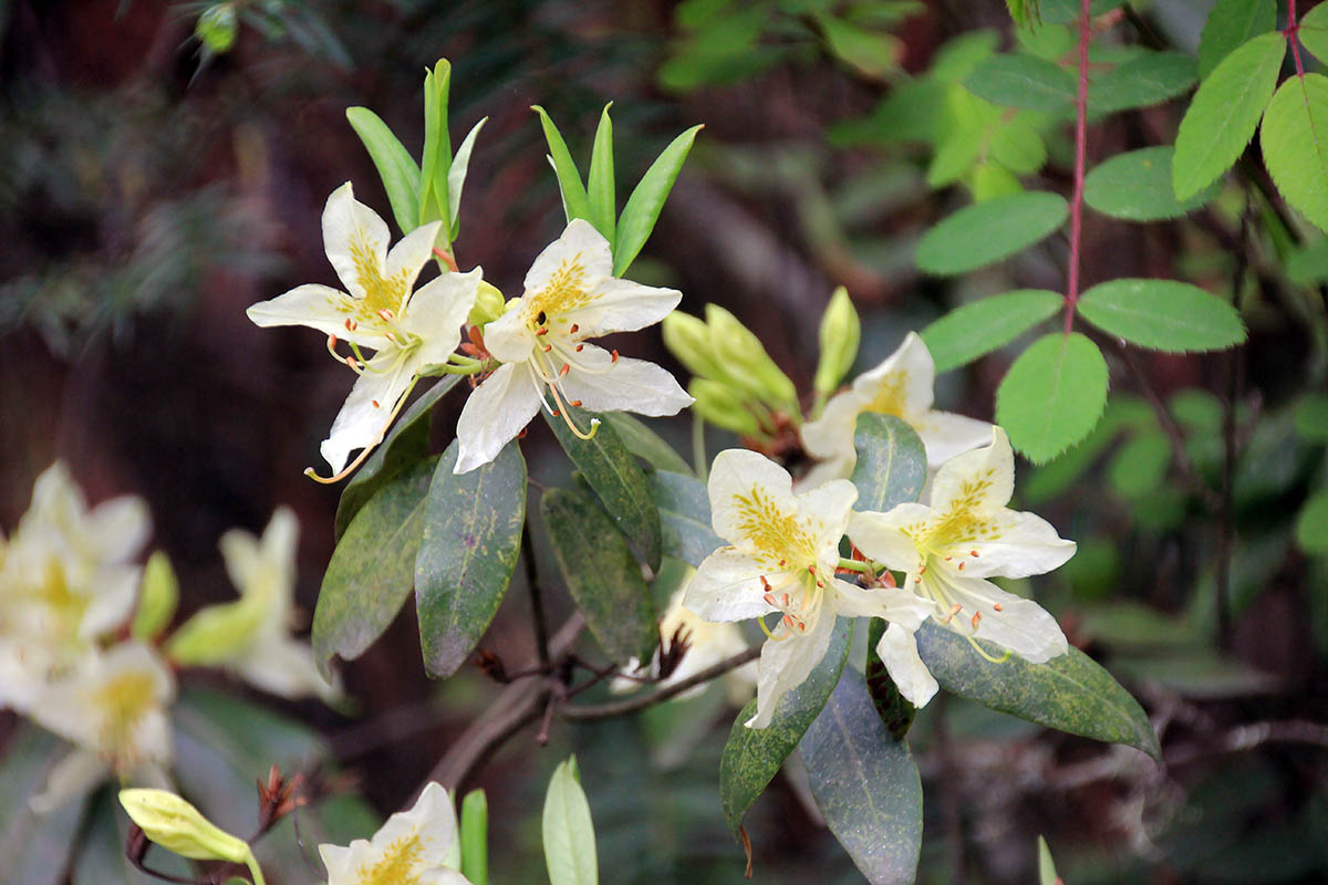 Изображение особи род Rhododendron.