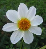 Смотреть изображение Dahlia pinnata