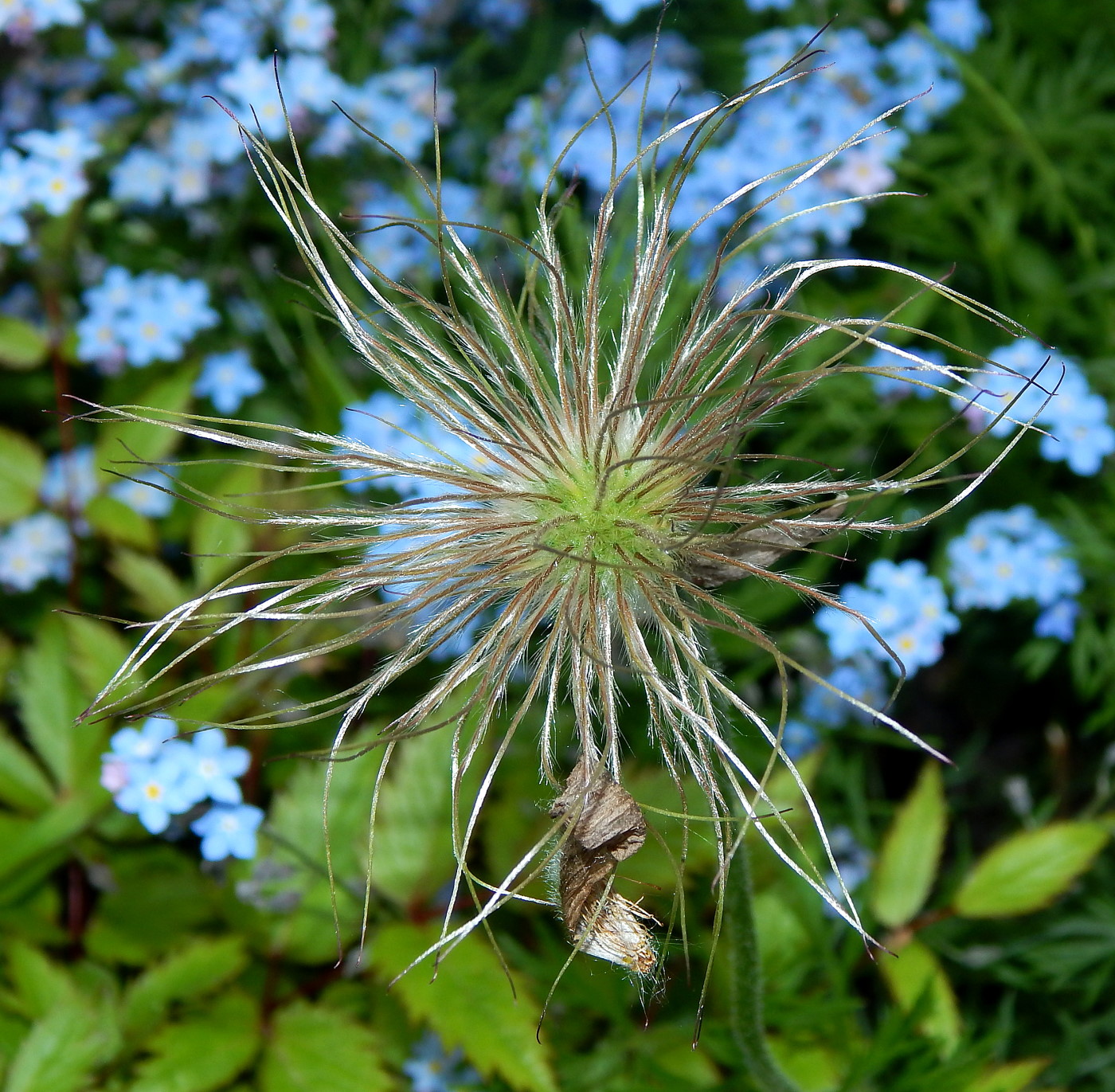 Изображение особи род Pulsatilla.