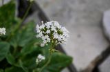 Valeriana daghestanica. Соцветие. Чечня, Веденский р-н, берег оз. Кезенойам, ≈ 1800 м н.у.м., осыпающийся каменистый склон. 25.07.2022.