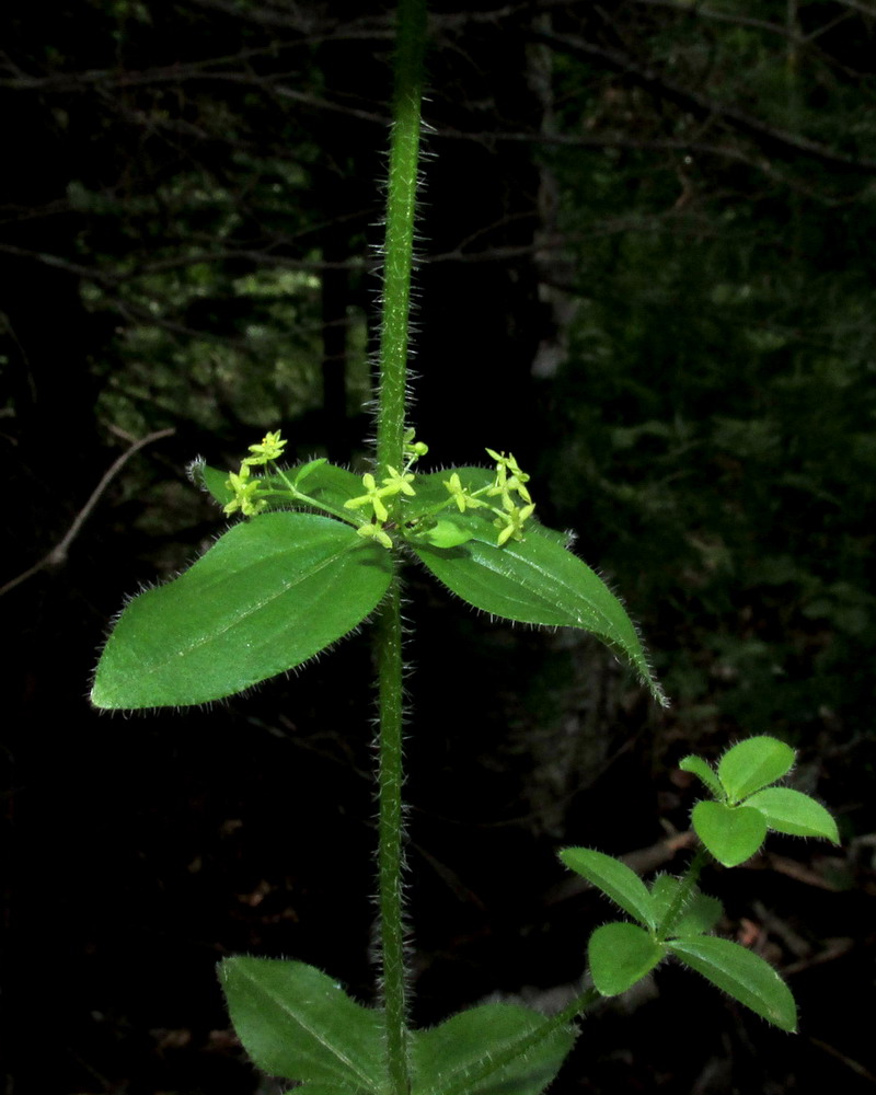 Изображение особи Cruciata laevipes ssp. sajanensis.