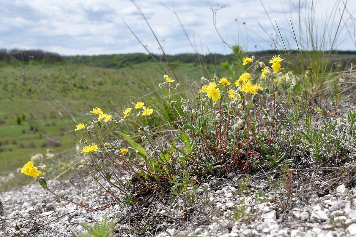 Image of Helianthemum cretaceum specimen.