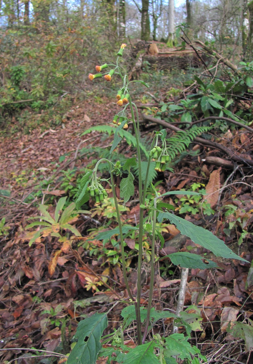 Изображение особи Crassocephalum crepidioides.