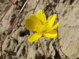 Ranunculus repens