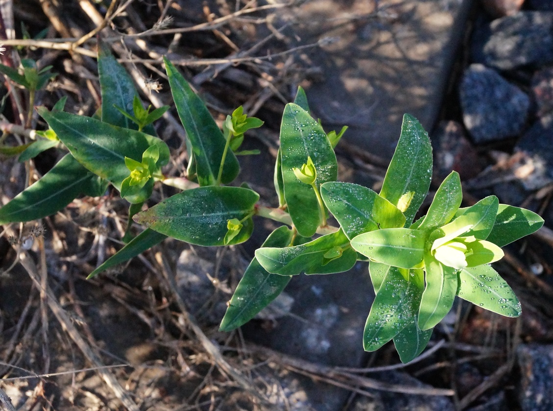 Image of Euphorbia agraria specimen.