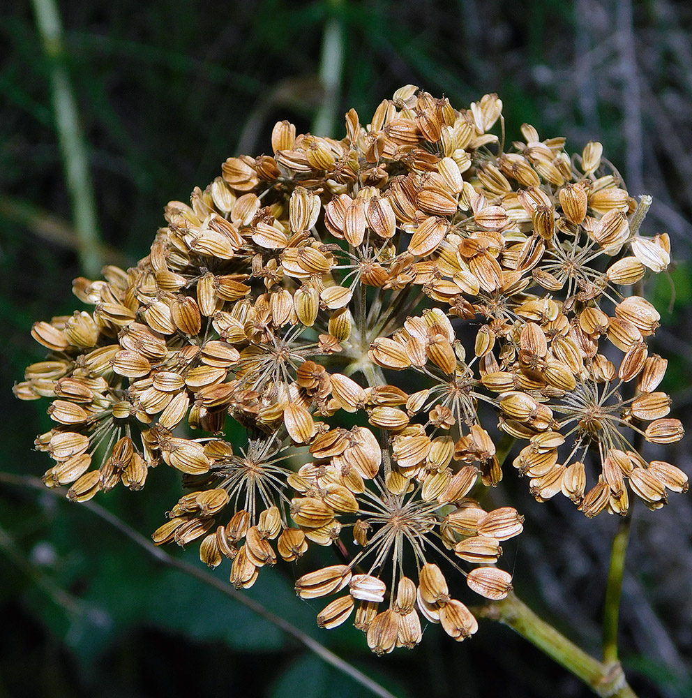 Изображение особи Angelica pachyptera.