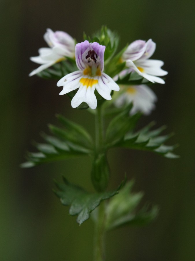 Image of Euphrasia hyperborea specimen.