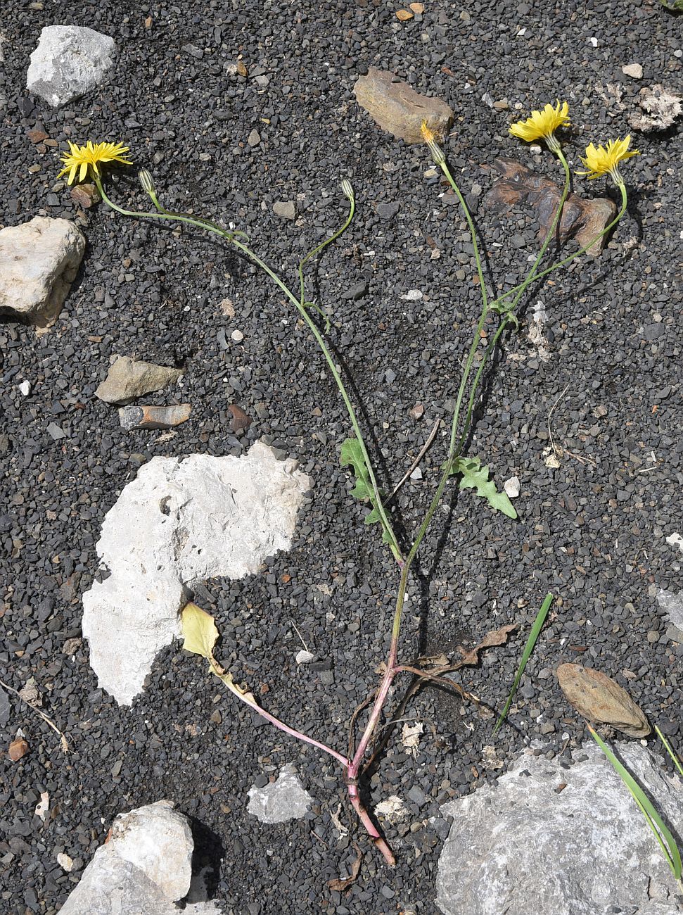 Изображение особи Crepis sonchifolia.