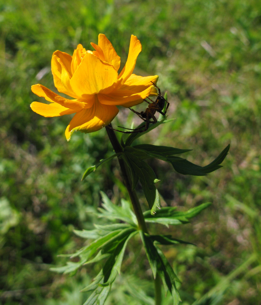 Image of Trollius asiaticus specimen.