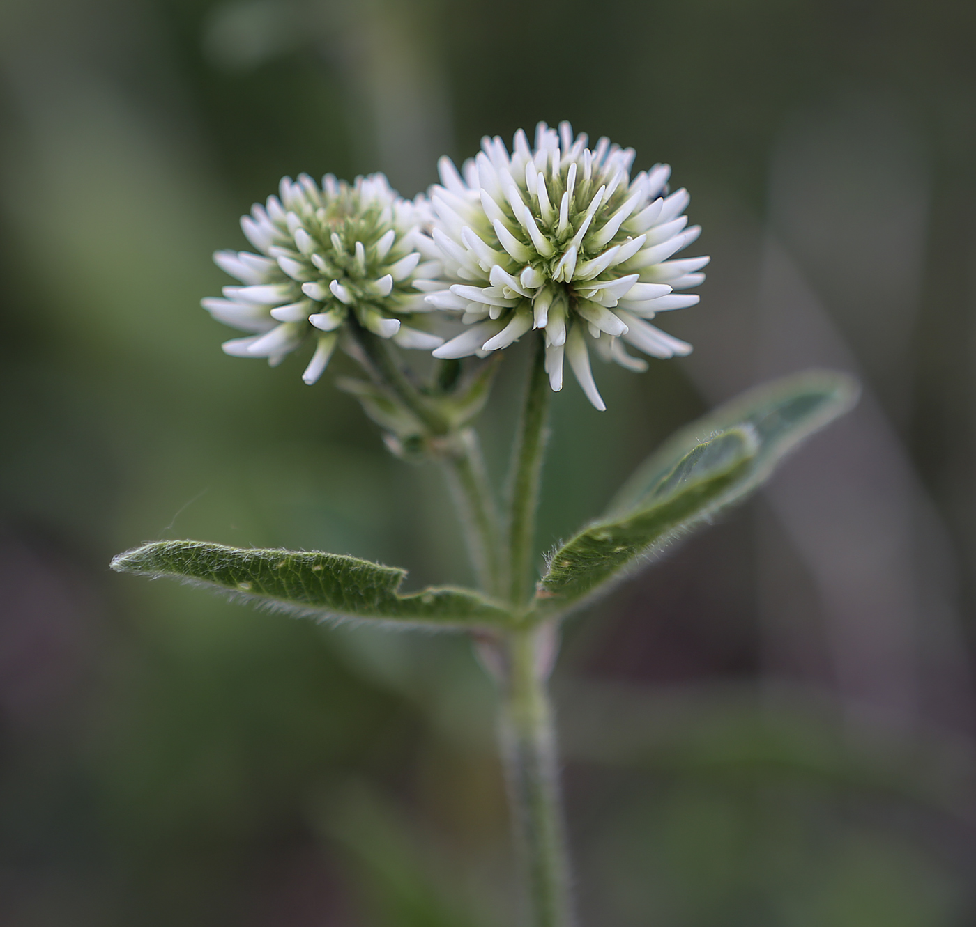 Изображение особи Trifolium montanum.