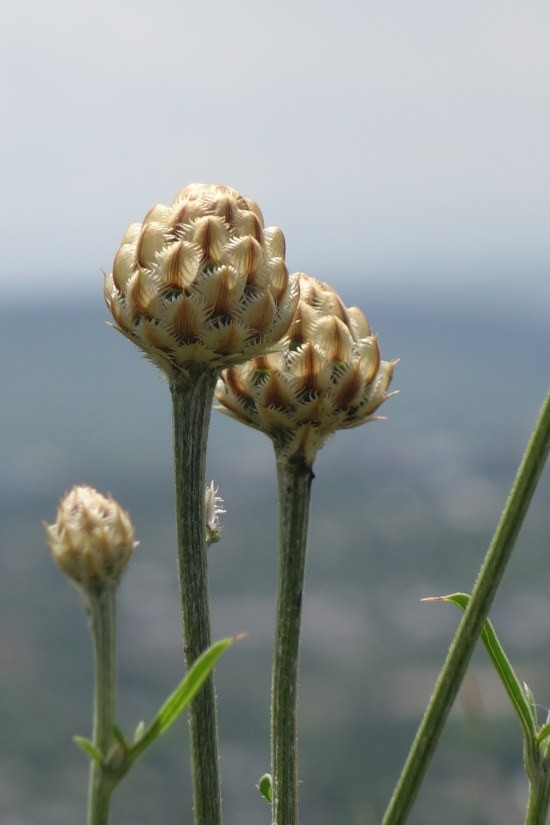 Image of Centaurea orientalis specimen.