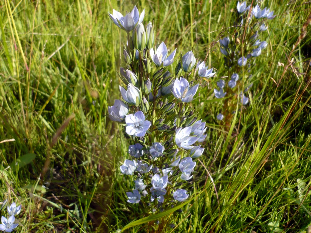 Изображение особи Lomatogonium rotatum.