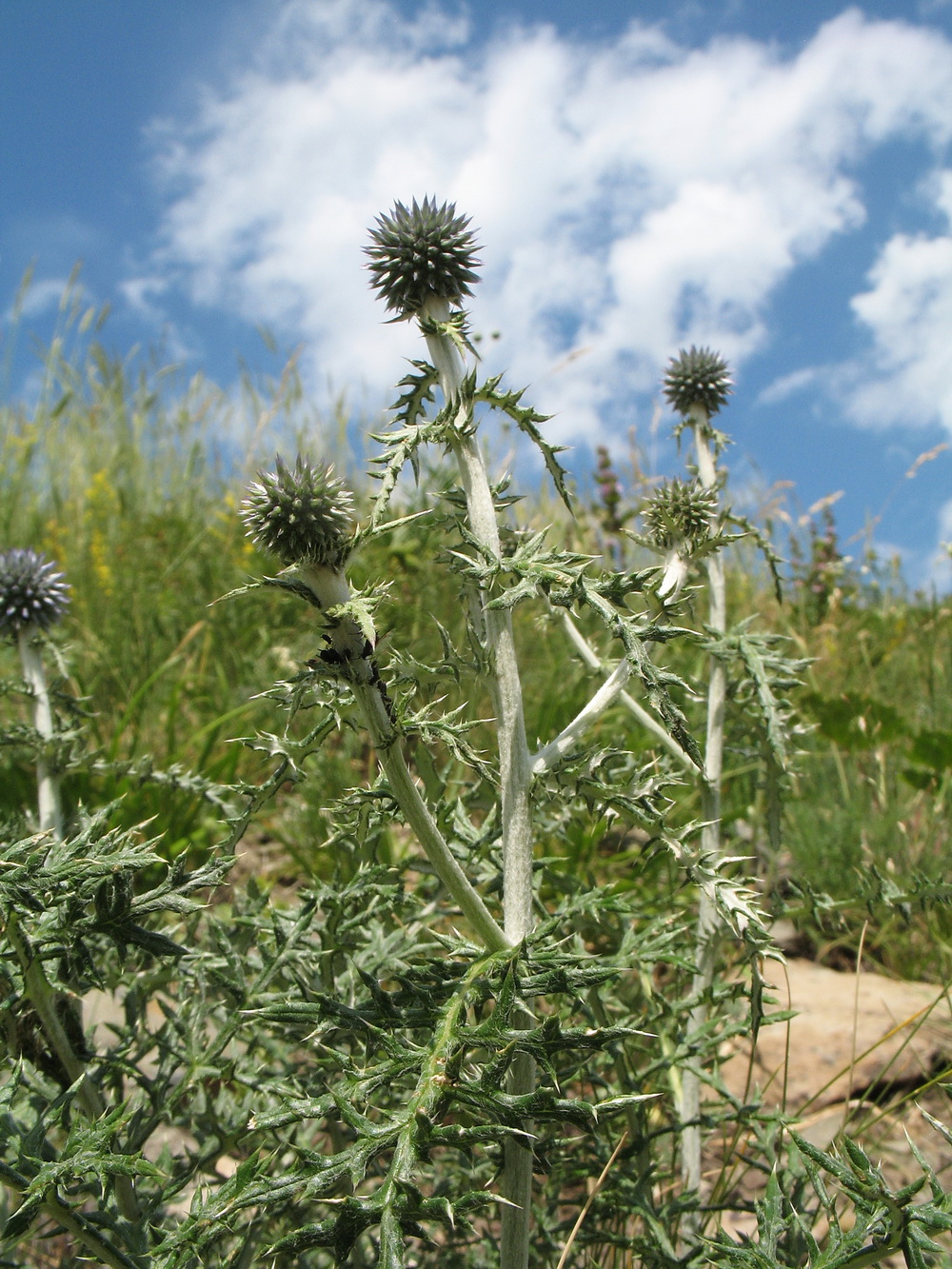 Изображение особи Echinops ruthenicus.