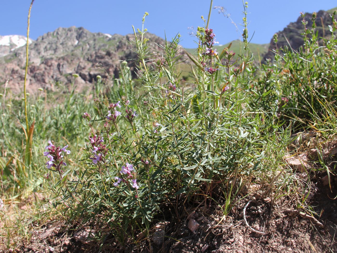 Изображение особи Dracocephalum integrifolium.