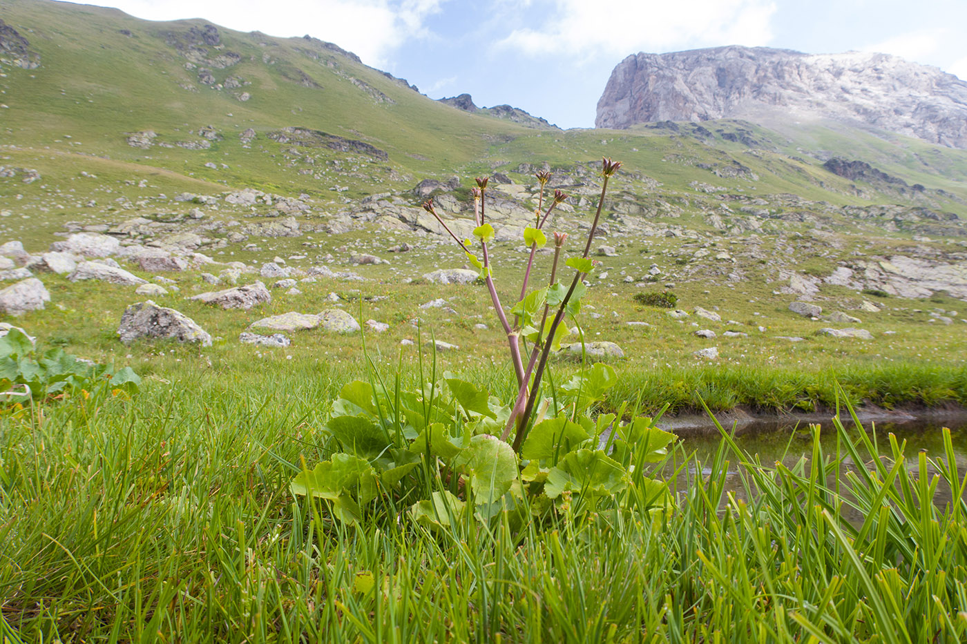 Изображение особи Caltha polypetala.