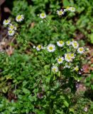 Erigeron annuus. Верхушка цветущего растения. Чечня, Веденский р-н, долина р. Ахкичу, опушка широколиственного леса. 26.07.2022.