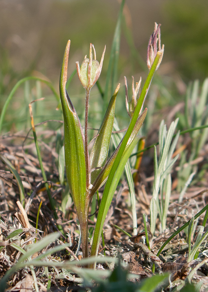 Image of Gagea villosa specimen.