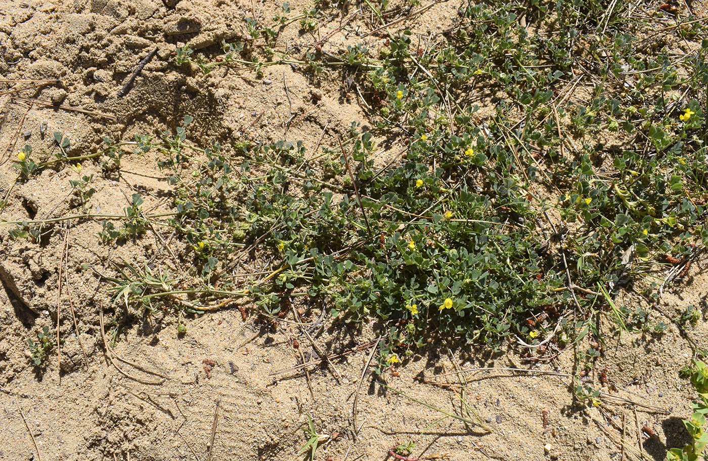 Image of Medicago littoralis specimen.