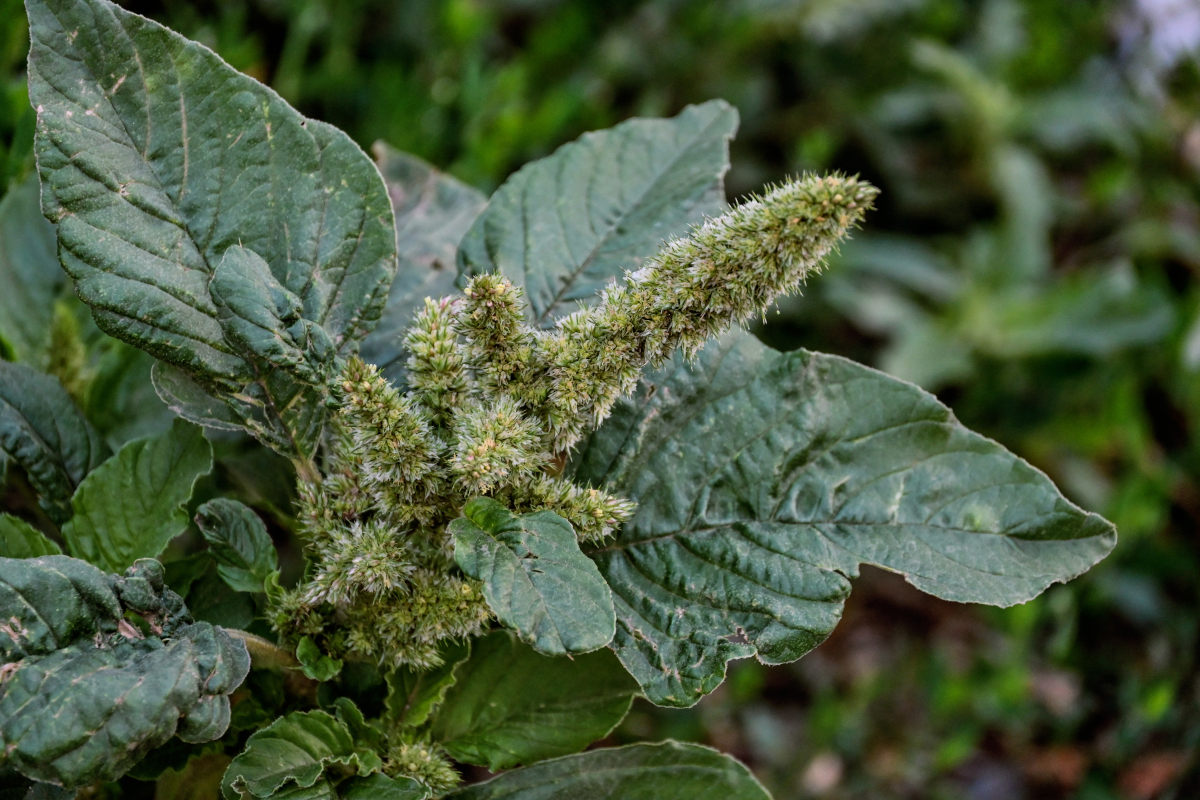 Image of Amaranthus retroflexus specimen.