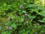 Prunella vulgaris