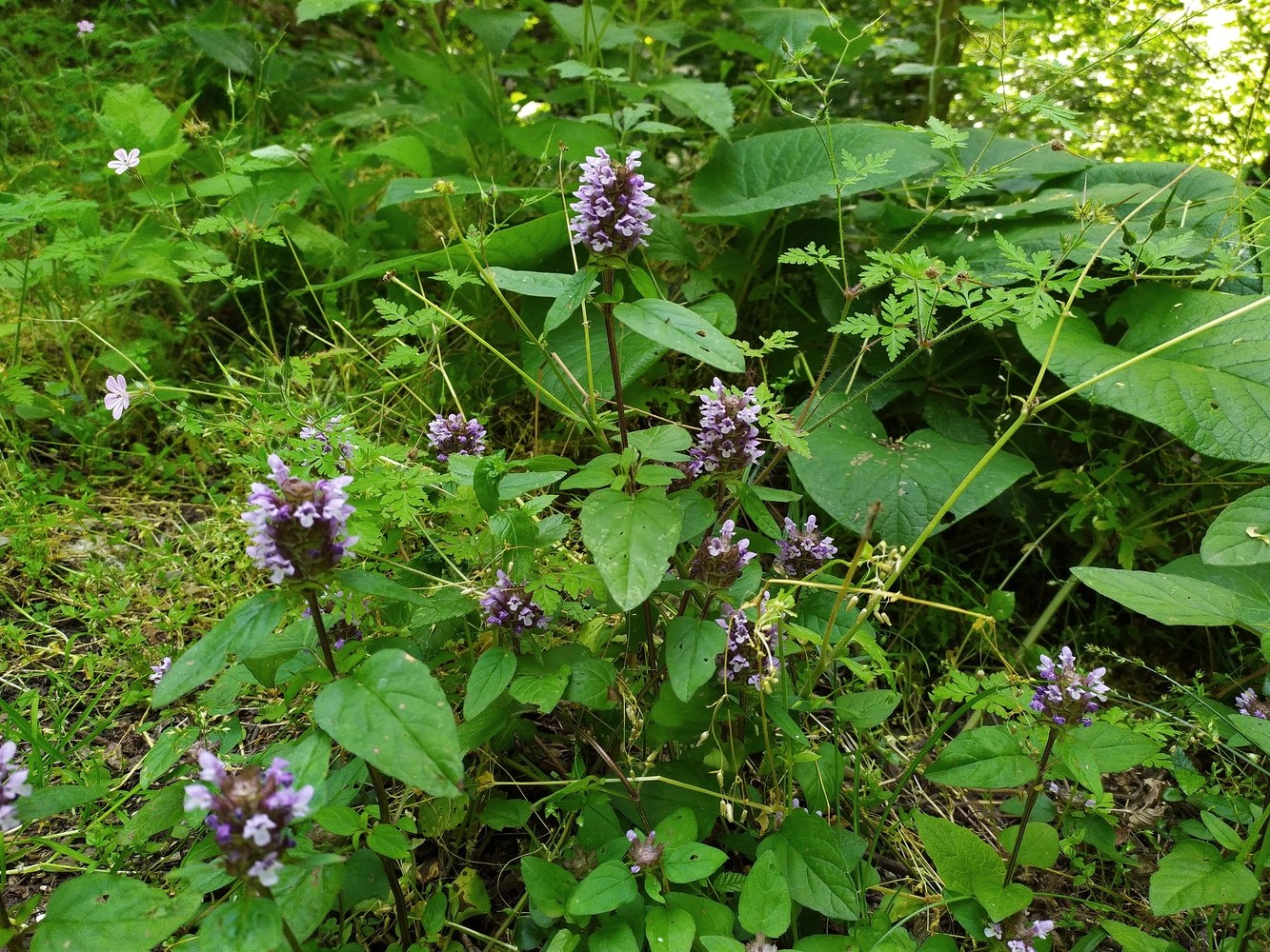 Image of Prunella vulgaris specimen.