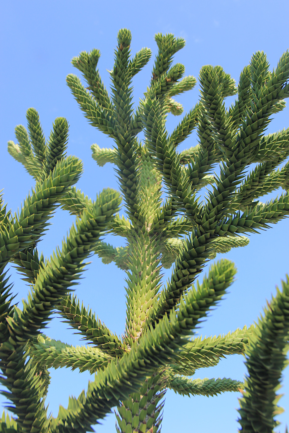 Изображение особи Araucaria araucana.