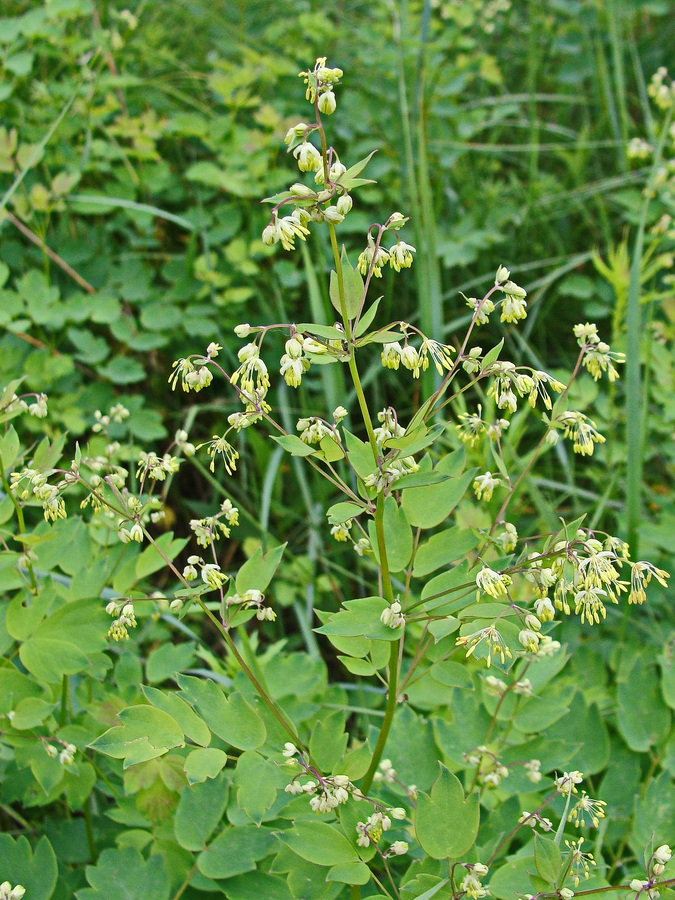 Image of Thalictrum minus specimen.