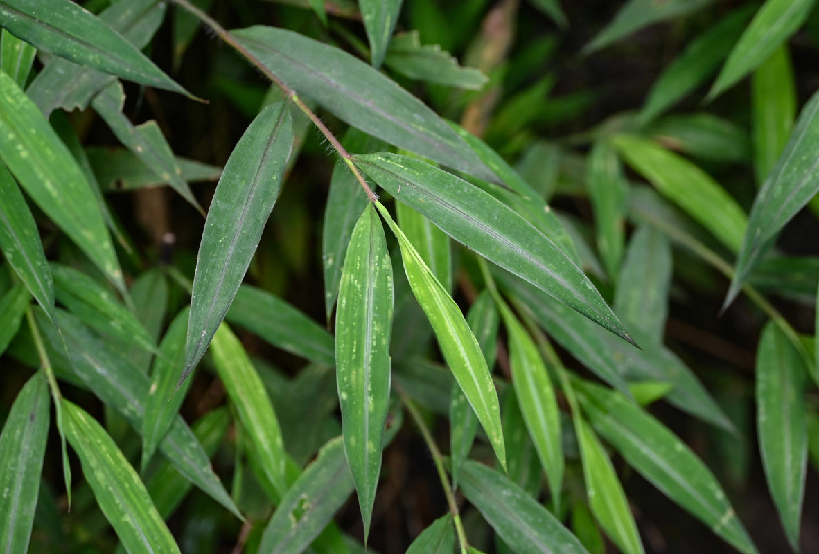 Image of Microstegium vimineum specimen.