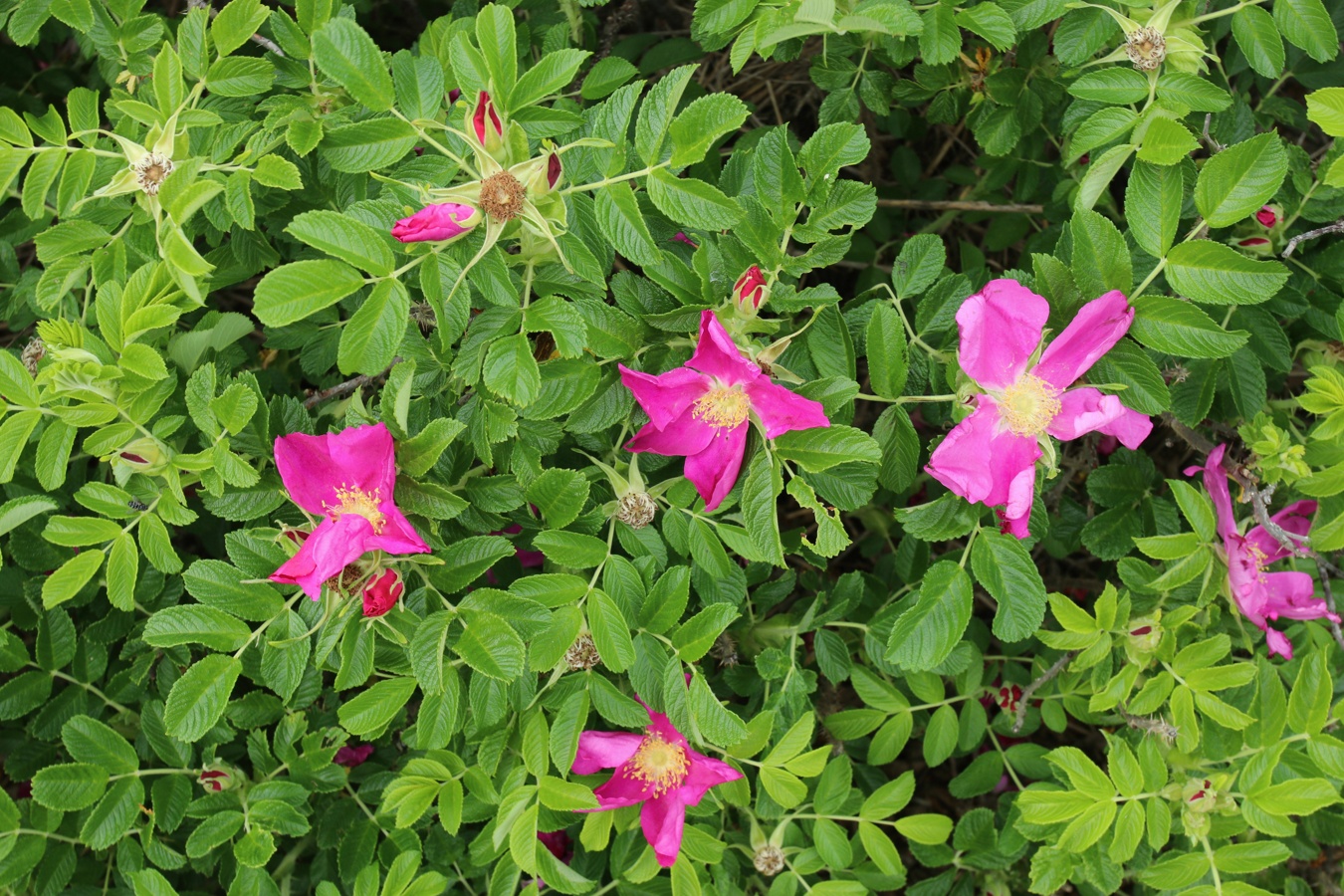 Image of Rosa rugosa specimen.