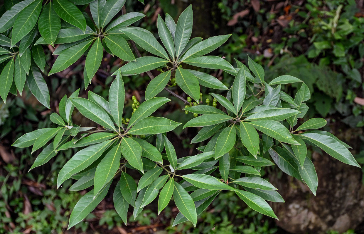 Image of Litsea cubeba specimen.